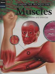 Under The Microscope: Muscles